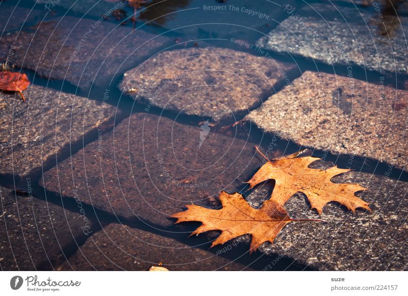side by side Water Autumn Climate Leaf Street Authentic Wet Natural Beautiful Brown Autumn leaves Puddle Surface of water Oak leaf Early fall Cobblestones