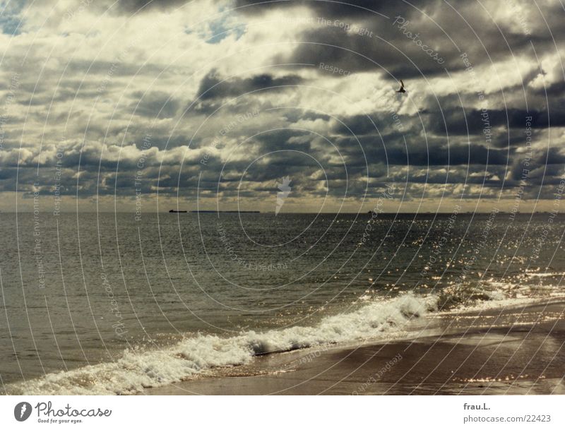 Skagen Beach Ocean Summer Dramatic Clouds Waves Coast Raincloud North Sea Denmark Sand seagull