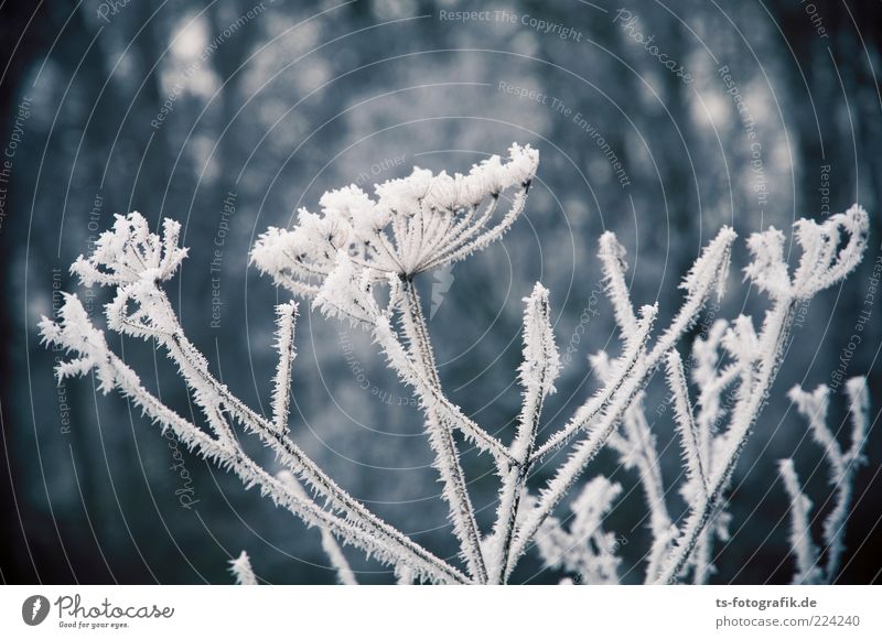 Bouquet of frost flowers II Environment Nature Plant Elements Winter Ice Frost Snow Flower Foliage plant Esthetic Exceptional Cold Blue Gray White Hoar frost