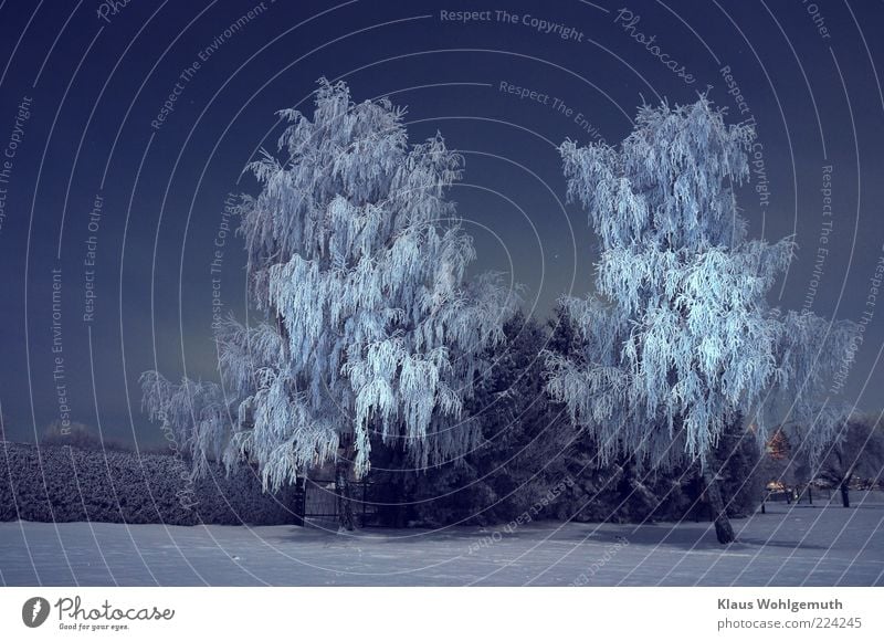 Birch trees covered with hoarfrost stand in the snow and are illuminated by the moon. Stars twinkle in the night sky. Winter Snow Environment Night sky Ice