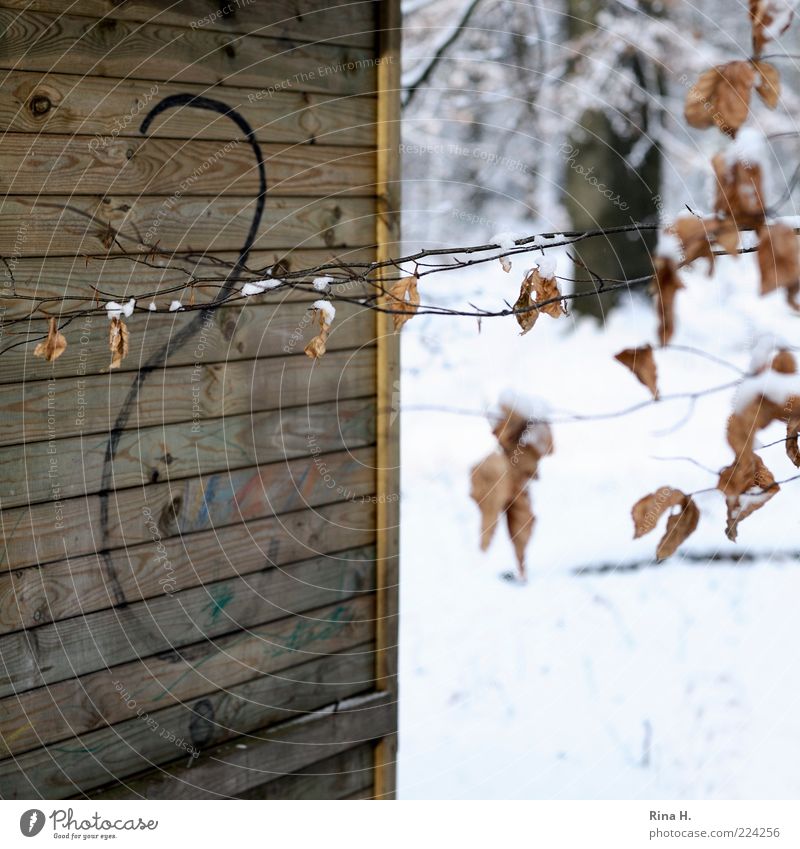 touché Environment Nature Winter Leaf Cold Branch Hut Wooden hut Question mark Ask Connection Deserted Shallow depth of field Barbed wire Limp Beech leaf Snow