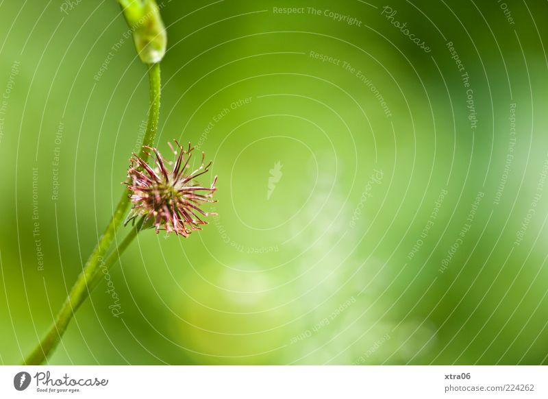 green Environment Nature Plant Green Colour photo Exterior shot Close-up Detail Copy Space right Sunlight Blade of grass Blossom Blur Copy Space top