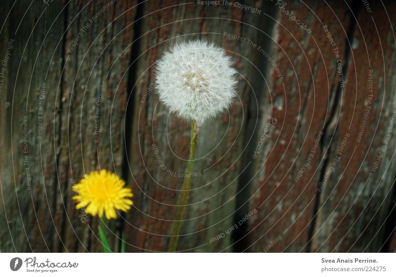 grow up. Plant Flower Dandelion Facade Wood Blossoming Old Gloomy Yellow Colour photo Subdued colour Exterior shot Deserted Copy Space right Faded Wooden wall