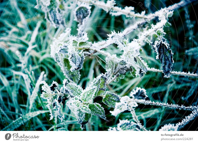 Nettle ripe = Fire and Ice Environment Plant Elements Frost Grass Bushes Leaf Agricultural crop Cold Thorny Green Nettle leaf Stinging nettle Hoar frost Frozen