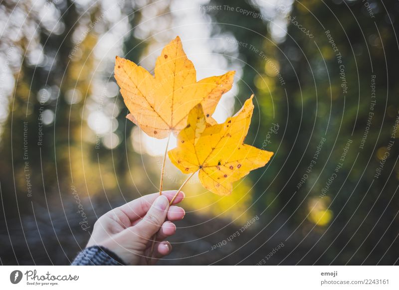 autumn Environment Nature Plant Autumn Beautiful weather Leaf Yellow Leisure and hobbies To go for a walk Colour photo Multicoloured Exterior shot Detail Day