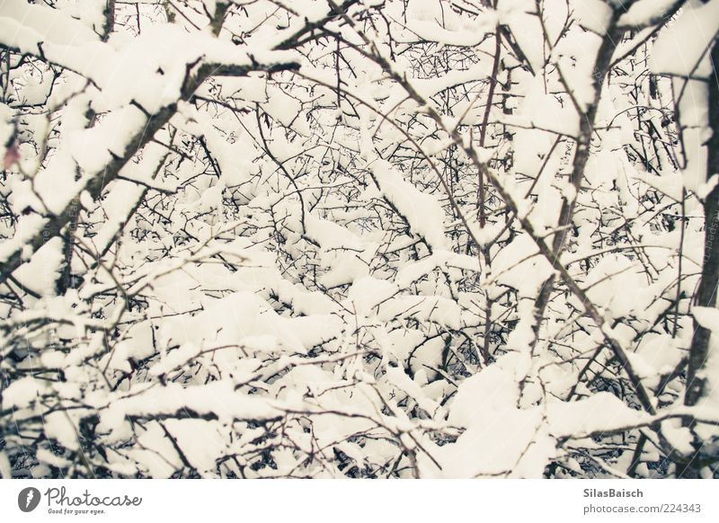winter magic Nature Winter Ice Frost Snow Colour photo Exterior shot Twigs and branches Many Close-up Deserted Day