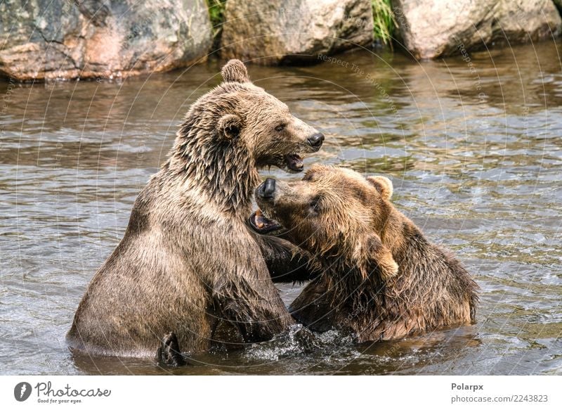 Two bears fighting in a river Life Playing Summer Man Adults Mother Couple Zoo Nature Animal Park Forest Rock Pond Lake River Fur coat Large Natural Strong Wild