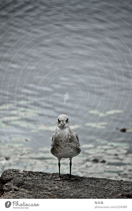 You or me! Water Animal Wild animal Bird Seagull 1 Aggression Threat Rebellious Self-confident Pride Grouchy Duel Subdued colour Exterior shot Deserted