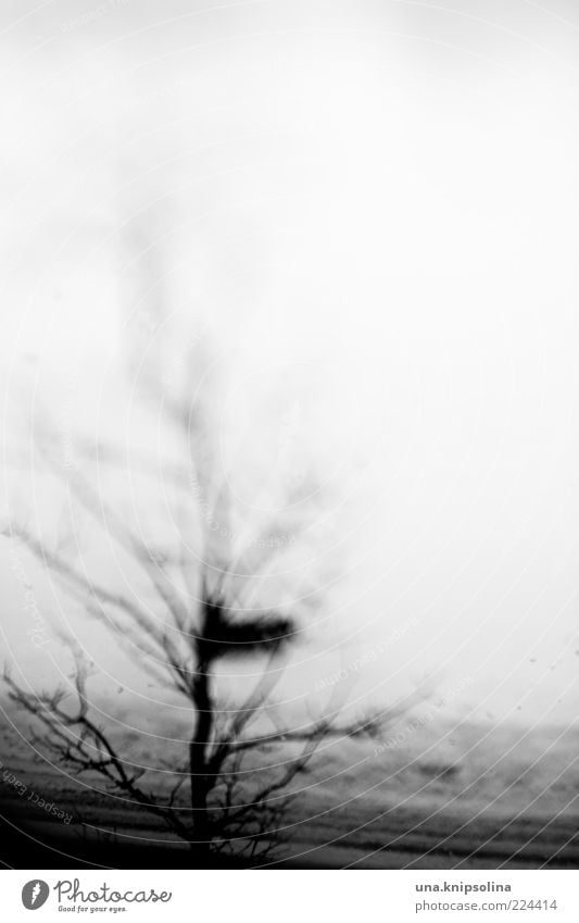 blur Winter Snow Tree Dark Blur Discern Unclear Twigs and branches Copy Space top Copy Space right Silhouette Leafless Day Black & white photo Exterior shot