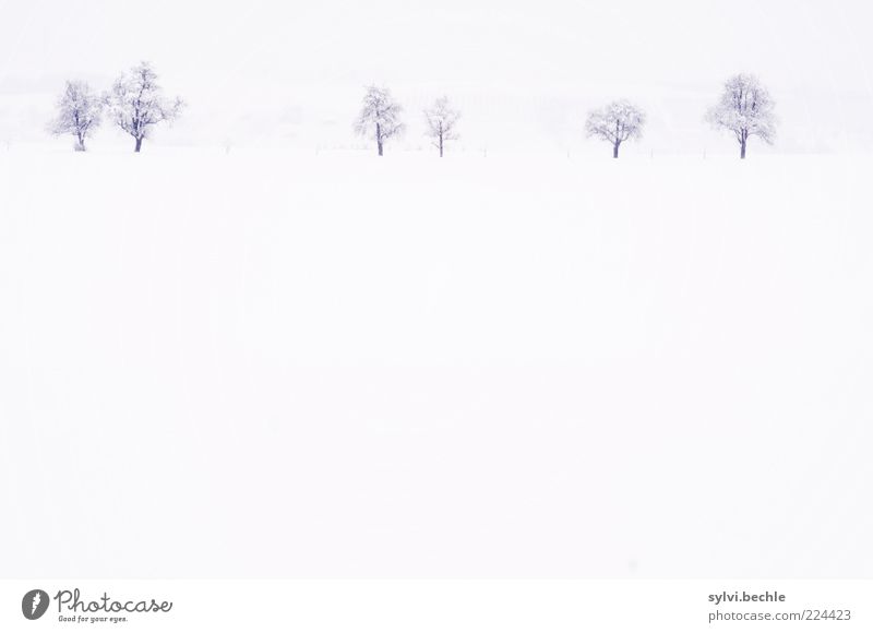 a hint of nothing Environment Nature Landscape Sky Winter Climate Weather Snow Tree Field Cold White Calm Loneliness Subdued colour Exterior shot