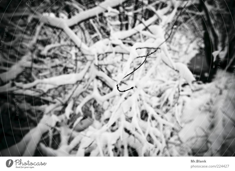 winter VII Nature Plant Ice Frost Snow Bushes Forest Observe Wait Dark Cold Black White Sadness Loneliness Branch Black & white photo Exterior shot Day Blur