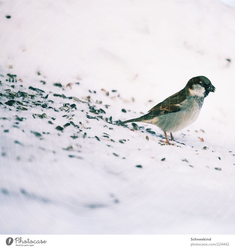 meal Environment Nature Animal Wild animal Bird 1 Observe To feed Feeding Esthetic Brash Beautiful Love of animals Patient Calm Sparrow Birdseed Sweet Spectacle