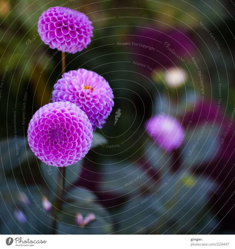 Against the eternal white and grey Nature Plant Flower Green Violet Pink Contrast Sphere Dahlia Bulb flowers Flowering plant Blossom leave Deserted Colour photo
