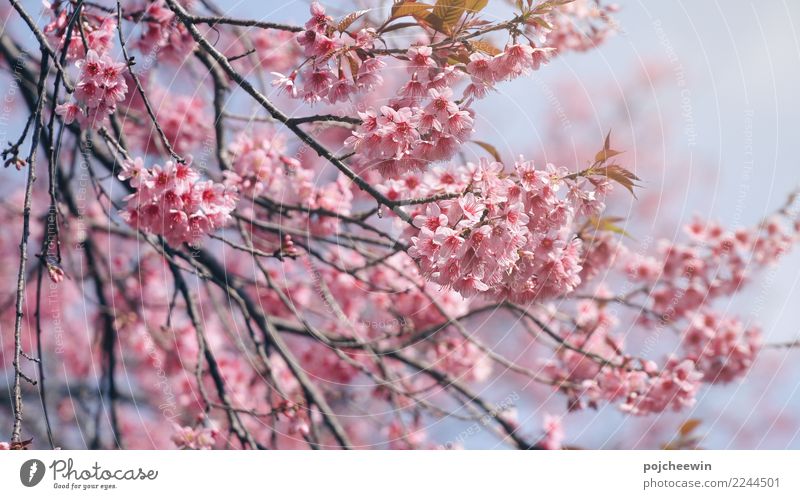 Pink cherry blossom flower Nature Plant Tree Flower Garden Beautiful Warmth Emotions Romance Colour photo Close-up Macro (Extreme close-up) Deserted