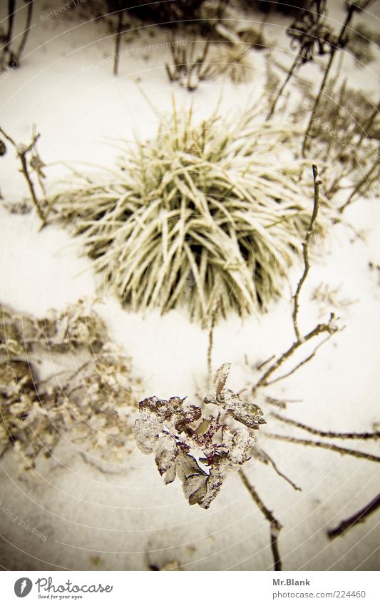 winter II Nature Plant Winter Ice Frost Snow Garden Dark Cold White Leaf Subdued colour Exterior shot Deserted Day Blur Bird's-eye view Calm Snow layer