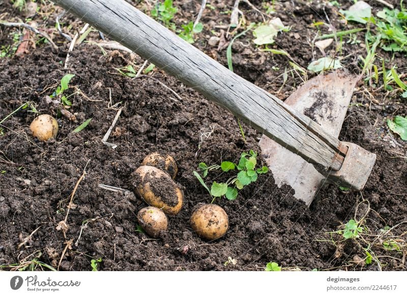 Digging of ripe potatoes Vegetable Garden Gardening Hand Plant Earth Fresh Natural Potatoes Harvest field Crops Organic dig food Farm Farmer Ground Agriculture