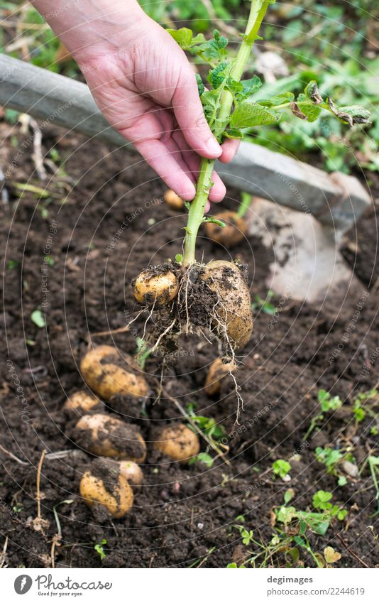 Digging of ripe potatoes Vegetable Garden Gardening Hand Plant Earth Fresh Natural Potatoes Harvest field Crops Organic dig food Farm Farmer Ground Agriculture
