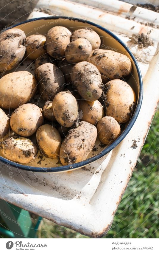 Potatoes with dirt Vegetable Garden Gardening Nature Plant Earth Fresh Natural dirth food Home Organic Farm Raw healthy agriculture Crops Harvest cultivated