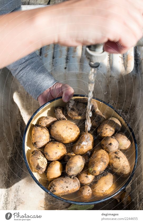 Wash potatoes in home garden Vegetable Diet Bowl Woman Adults Hand Fresh Delicious Natural Clean White Potatoes Washing water Raw food healthy Organic cooking