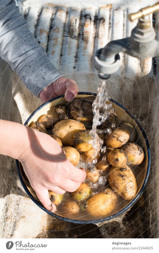 Wash potatoes in home garden Vegetable Diet Bowl Woman Adults Hand Fresh Delicious Natural Clean White Potatoes Washing water Raw food healthy Organic cooking