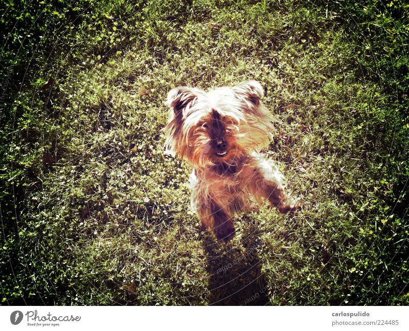 Animal Pet Dog To enjoy Jump Lawn Animal lover Field Colour photo Exterior shot