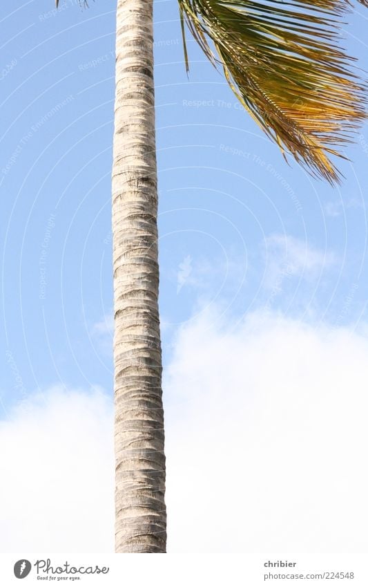 hot Summer Nature Sky Clouds Exotic Palm tree Palm frond Growth Large Thin Blue Gray White Ambitious Colour photo Exterior shot Deserted Copy Space right Day