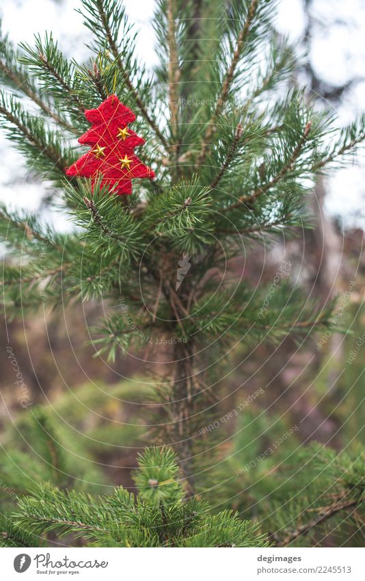 Red christmas tree on branch Decoration Feasts & Celebrations Christmas & Advent Nature Tree Forest New Green background holiday Seasons Farm Pine seasonal fir