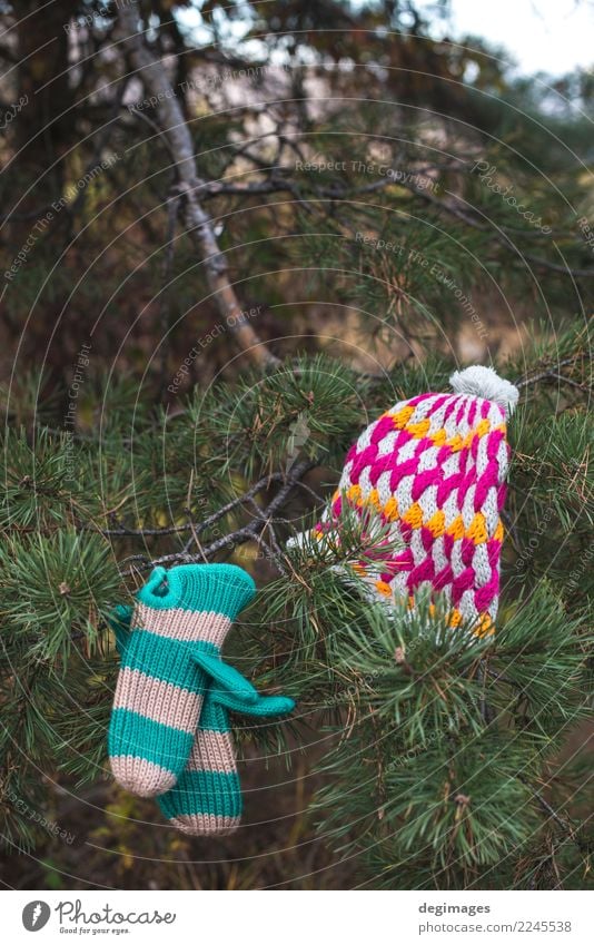 Winter hat and gloves on a tree Nature Autumn Weather Warmth Forest Clothing Accessory Gloves Hat White fir branch christmas cold mittens Wool Seasons Knitted