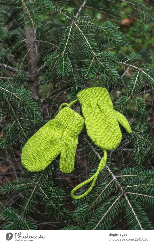 Winter green gloves on fir Decoration Feasts & Celebrations Christmas & Advent Warmth Tree Clothing Gloves Wood New Green christmas year holiday Seasons mittens