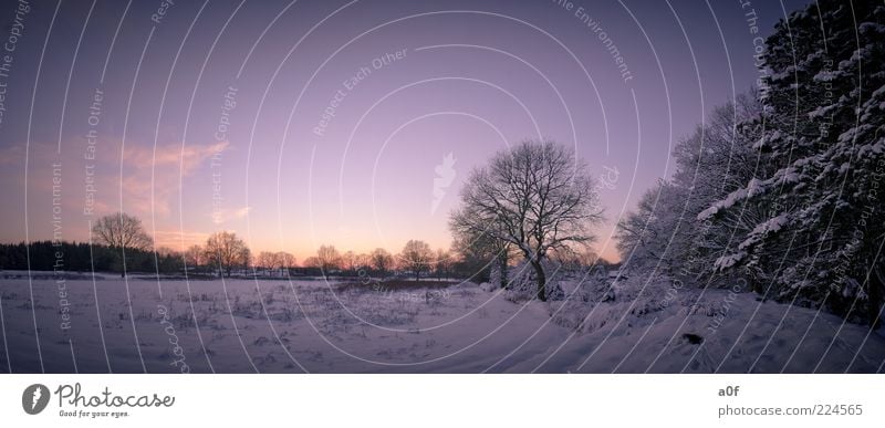 edge of the forest Winter Snow Sunrise Sunset Sunlight Tree Field Forest Deserted Freeze Cold Violet Edge of the forest Loneliness Colour photo Exterior shot