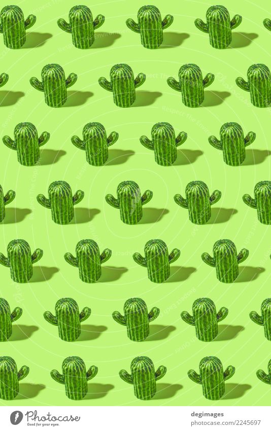 Cactus pattern Design Beautiful Summer Decoration Plant Flower Green background Succulent plants desert botanical thorn close sharp Vantage point cacti isolated