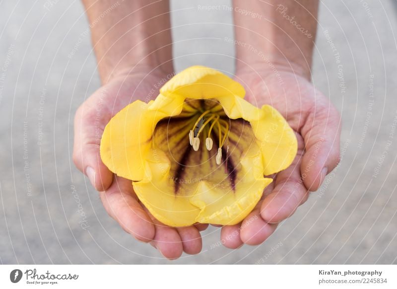 Male hands holding the delicate yellow big flower Health care Harmonious Man Adults Hand Fingers Blossom Touch To hold on Love Authentic Fresh Beautiful