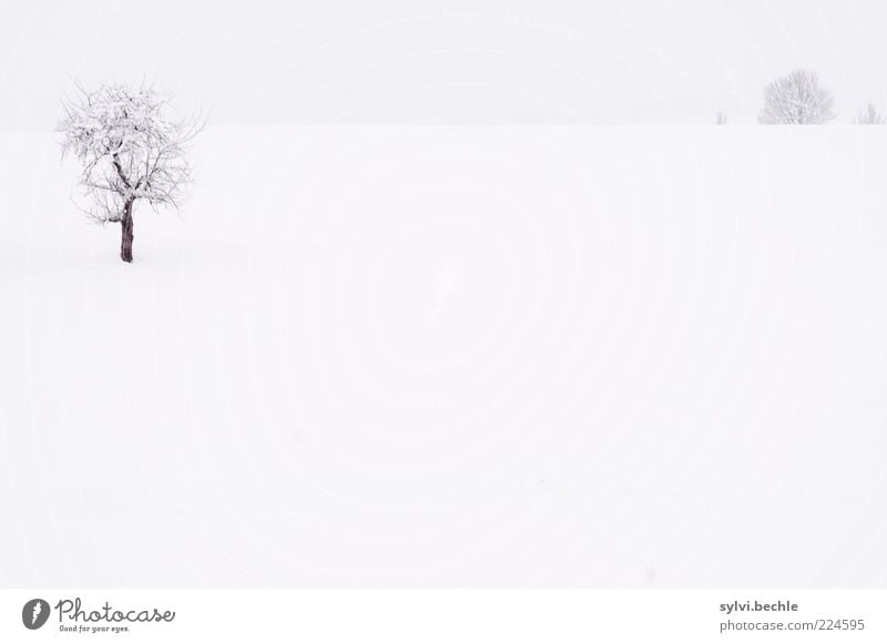 A Breeze of Nothing - Part II Environment Nature Landscape Sky Winter Climate Bad weather Snow Tree Meadow Field Cold Gray Black White Loneliness Horizon Calm