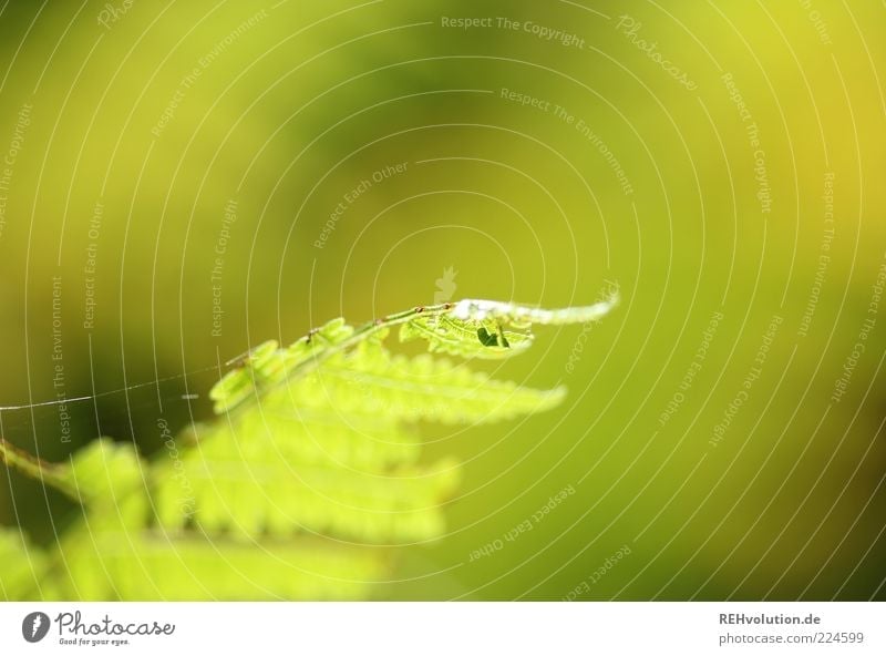 Recently in the forest Environment Nature Plant Fern Foliage plant Wild plant Growth Esthetic Natural Green Sustainability Spider's web Macro (Extreme close-up)