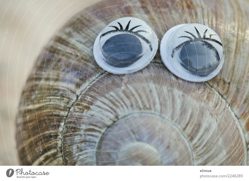 funny snails (9) Design Joy Beautiful Handicraft Snail Vineyard snail Snail shell Housing Spiral Whorl Eyes look Eyelash Cool (slang) Elegant Happiness