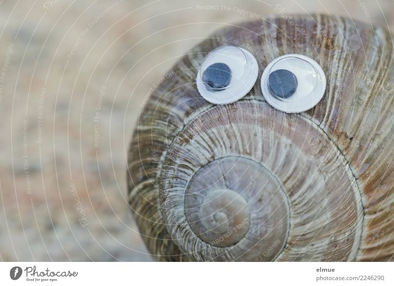 funny snails (1) Snail Snail shell Line Spiral Eyes Eyewitness Observe Looking Playing Cool (slang) Near Curiosity Cute Joy Happy Happiness
