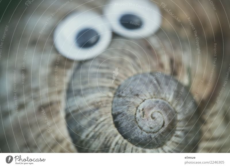 funny snails (3) Snail Snail shell Housing Eyes Spiral Screw thread Facial expression Looking Brash Cute Joy Joie de vivre (Vitality) Dream Design Discover