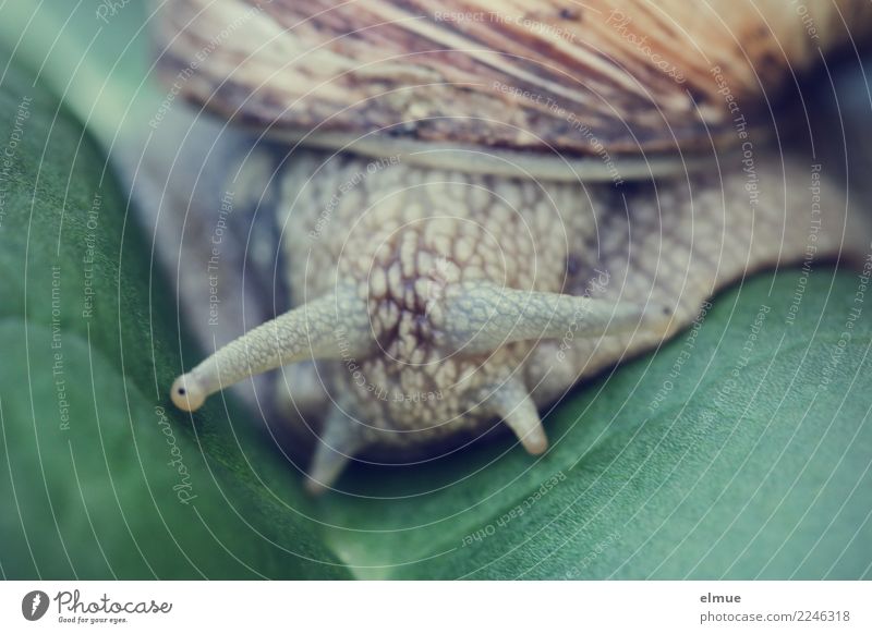 under observation Organic produce Leaf Wild animal Snail Vineyard snail Feeler Eyes Snail shell Authentic Disgust Cold Small Slimy Contentment Prompt Caution