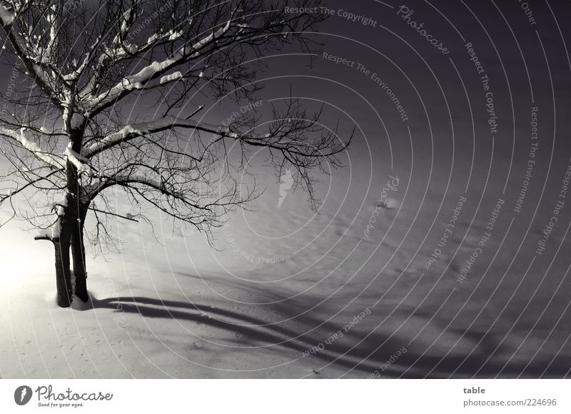 lonely Environment Nature Landscape Plant Winter Ice Frost Snow Tree elm Tree trunk Branch Twigs and branches Freeze Dark Cold Small Gray Black White Emotions