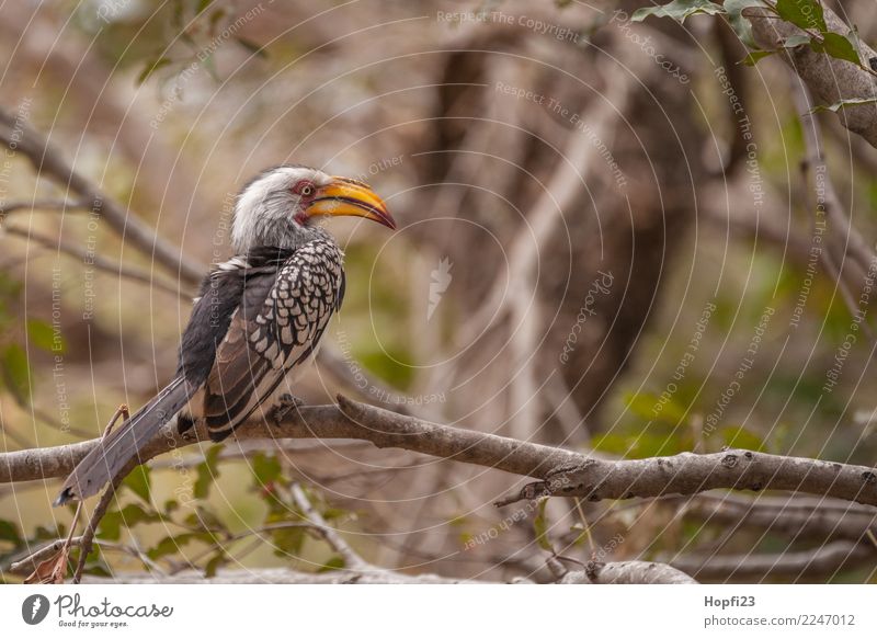 Southern Yellow-billed Hornbill Nature Animal Spring Beautiful weather Tree Wild animal Bird 1 Observe Looking Gray Orange Black White Africa South Africa