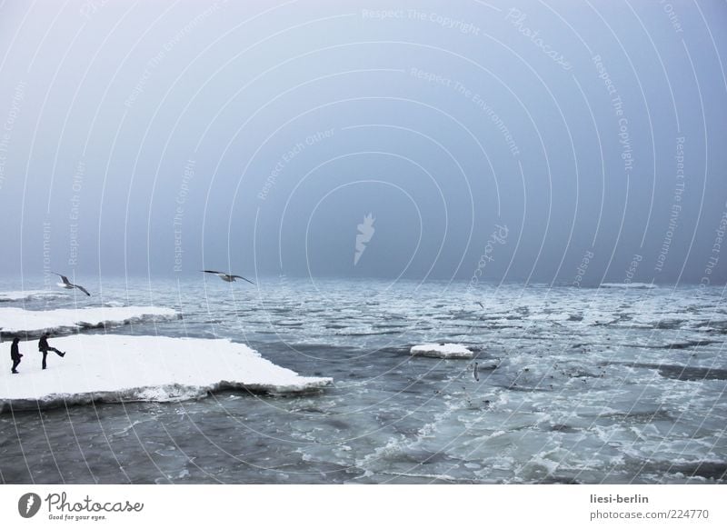 Baltic plaice Human being Life 2 Nature Landscape Elements Water Sky Winter Ice Frost Snow Waves Coast Beach Bay Baltic Sea Ocean Movement Seagull Colour photo