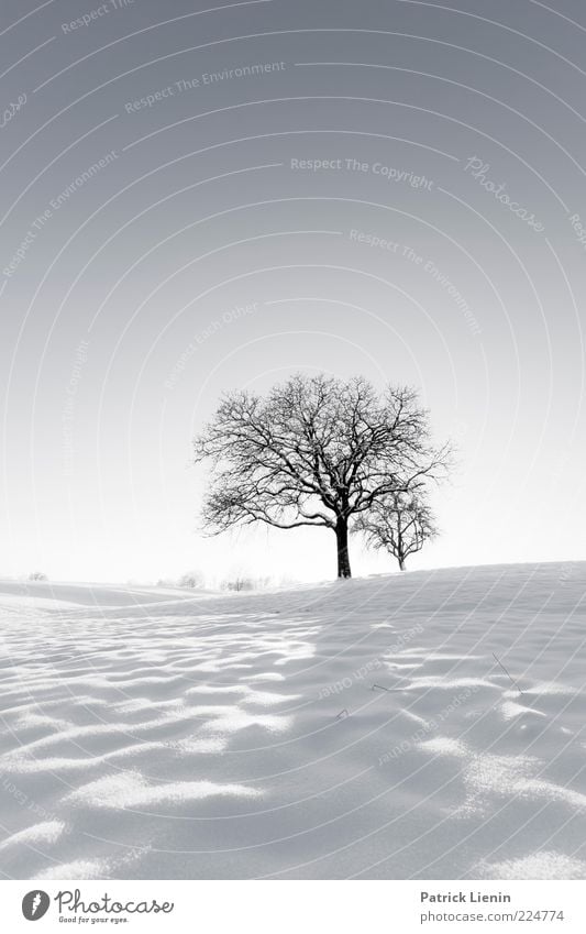 White Winter Hymnal Environment Nature Landscape Plant Elements Air Sky Cloudless sky Climate Weather Beautiful weather Ice Frost Snow Tree Hill Bright Cold