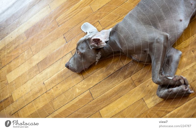 Dog life 2.0 Pet Wood Line Stripe To enjoy Lie Sleep Dream Sadness Living or residing Esthetic Authentic Simple Happy Beautiful Relaxation Ease Weimaraner Paw