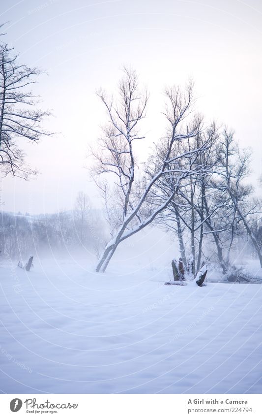 Icy fog Environment Nature Landscape Winter Fog Snow Tree River bank Cold Natural Beautiful White Bleak Covered Snowscape Deserted Copy Space top