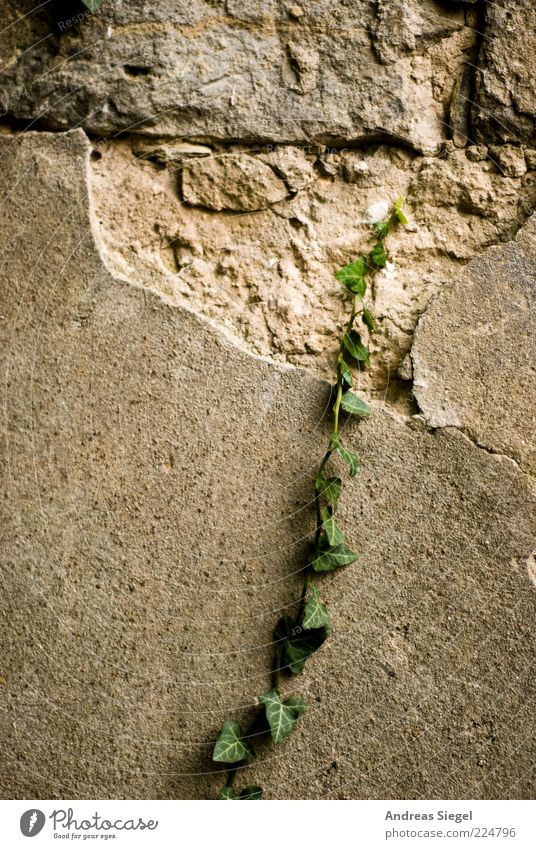 Possible impossibility Environment Nature Plant Ivy Foliage plant Wild plant Exotic Wall (barrier) Wall (building) Facade Plaster Flake off Growth Rebellious