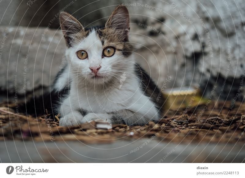 cats of crete Animal Pet Cat 1 Baby animal Beautiful Cuddly Cute Attentive Watchfulness Curiosity Colour photo Exterior shot Deserted Day Shadow Blur