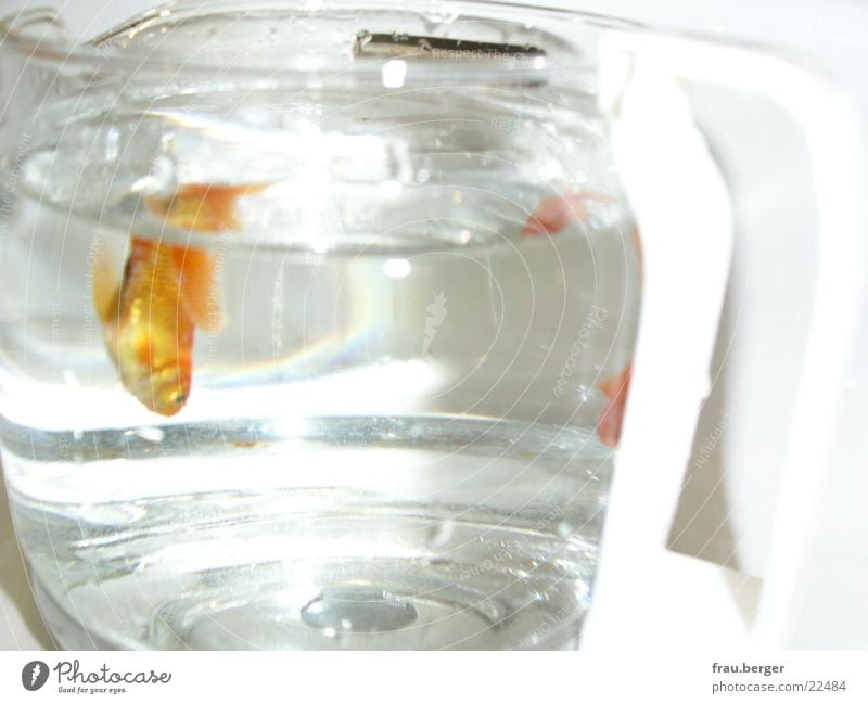 goldfish in a coffee pot Goldfish Jug Light Water Coffee Freedom Swimming & Bathing