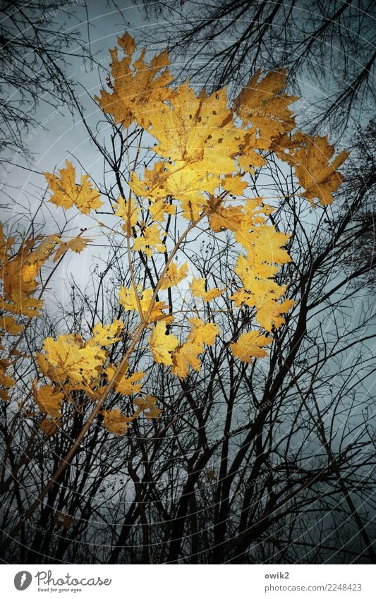 yellowed Environment Nature Plant Sky Clouds Autumn Beautiful weather Tree Leaf Maple tree Maple leaf Twigs and branches Forest Illuminate Yellow Orange