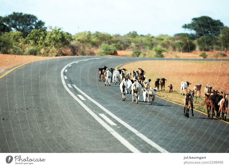 Full Road of Namibia Nature Landscape Street Animal Farm animal Group of animals Herd Adventure Leisure and hobbies Happy Hope Contentment Goats Colour photo