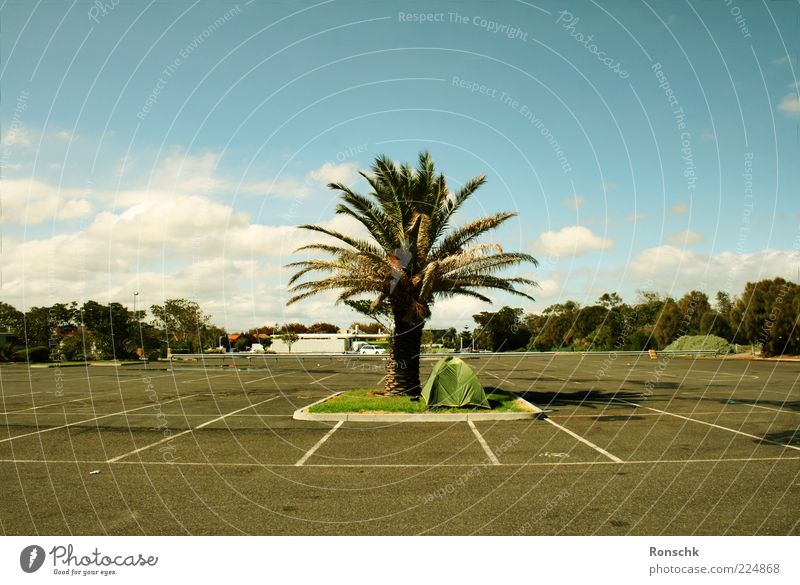 holiday Deserted Places Happy Happiness Parking lot Tent Palm tree Colour photo Exterior shot Green space Sky Clouds Beautiful weather Asphalt Tar Marker line